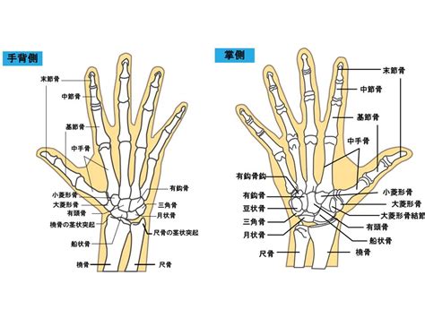 手 骨|【基礎から学ぶ】手の骨【解剖学】